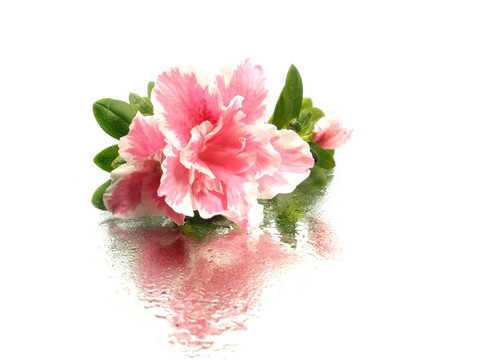 杜鵑花