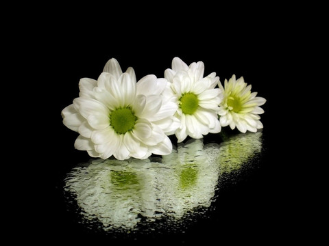 白菊花