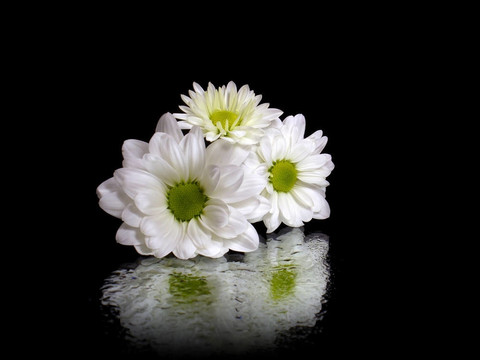 白菊花