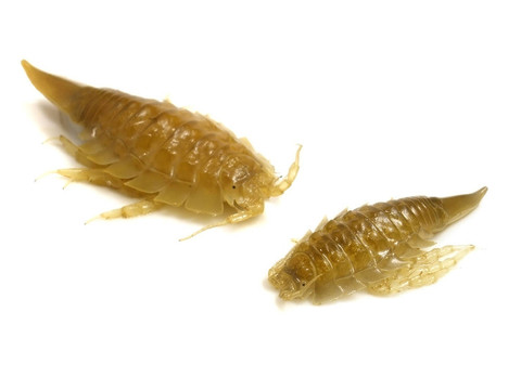saduria entomon