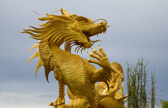 金龍