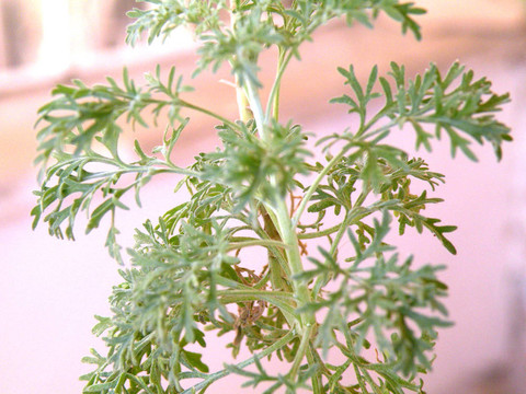 家里的花
