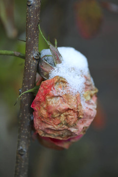 Rosebud在雪中