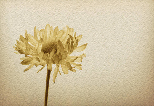 在老式paper-1花