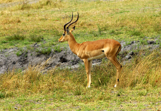 雄羚（Antidorcas marsupialis）；野生國家公園；博茨瓦納