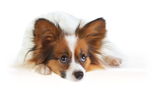 蝴蝶犬