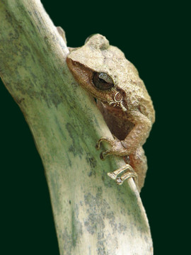 常見的coqui