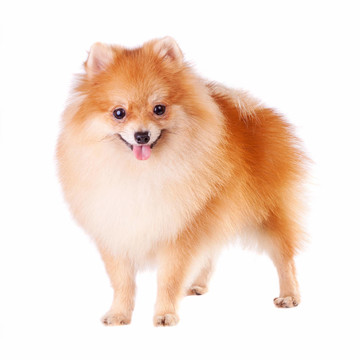 博美犬