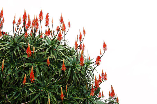 紅蘆薈花