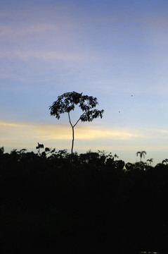 黄昏/黎明在亚马逊