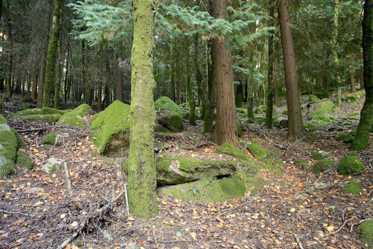 在樹林深處