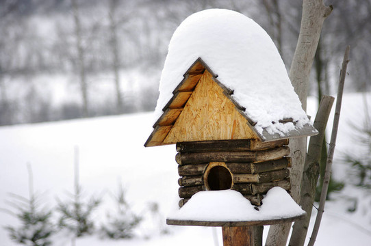 birdbox雪下在冬天