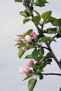 開(kāi)花枝