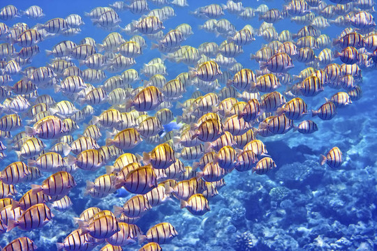 印度洋。魚類在珊瑚