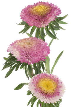 中國紫菀