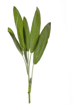 鼠尾草葉中分離