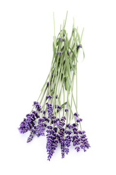 薰衣草