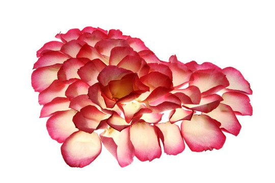 心從玫瑰的花瓣