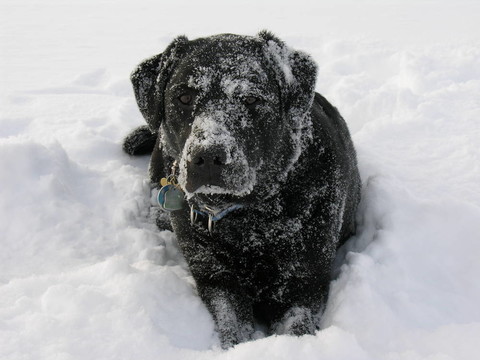 拉布拉多犬在Snow