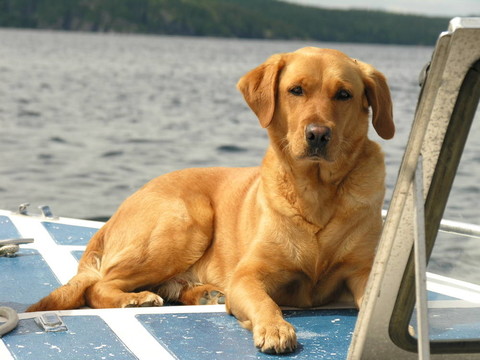 黃色拉布拉多獵犬