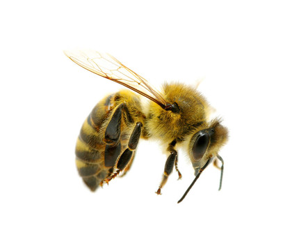 蜜蜂在飛