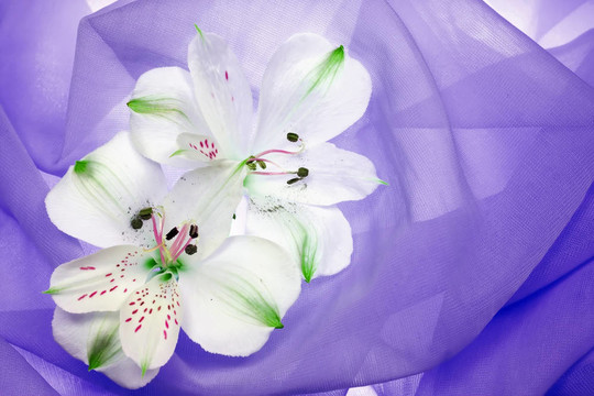 白色的花