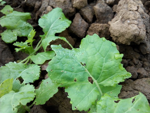 露珠油菜苗