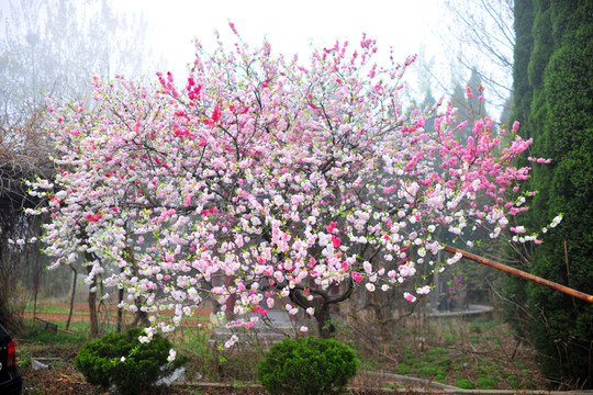 桃花 桃樹