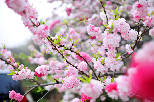 桃花盛開  春暖花開