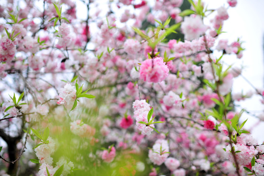 春天公園  桃花盛開