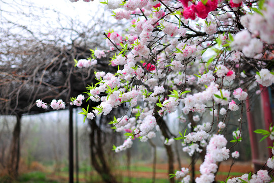 桃花盛開(kāi)