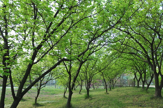 樹林