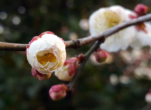白色梅花枝