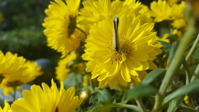 蝴蝶 菊花