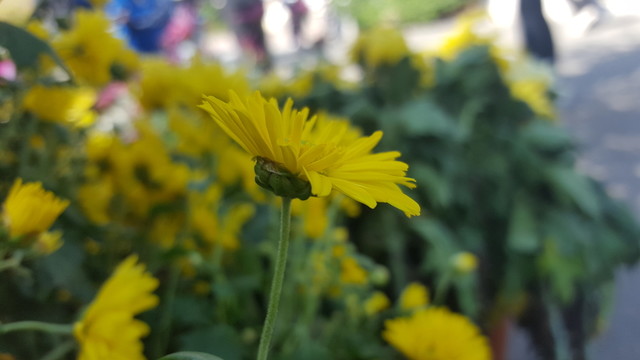 小雛菊