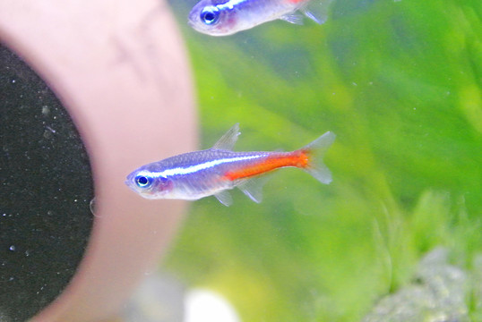 水族箱 觀賞魚 紅綠燈魚