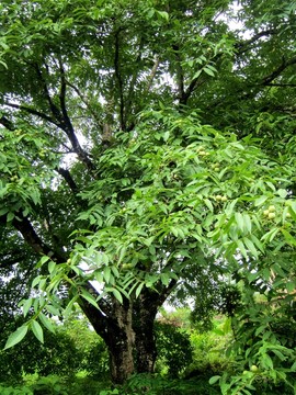 古核桃樹(shù) 老核桃樹(shù)