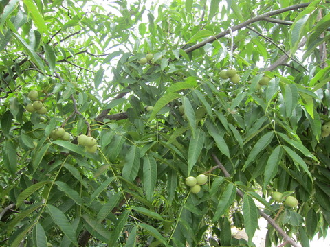 核桃樹