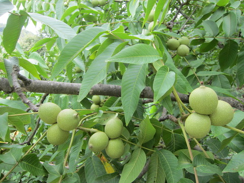 核桃樹
