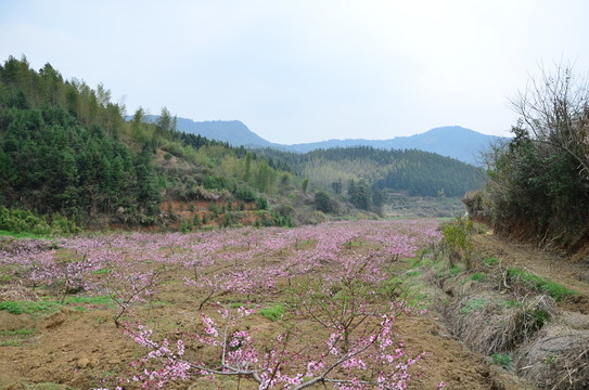 桃園 桃花