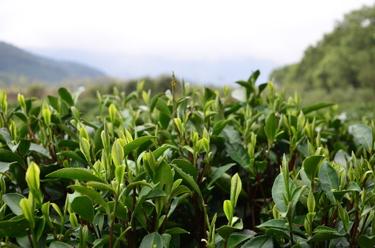 茶芽 茶葉