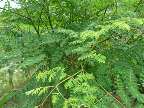 辣木葉