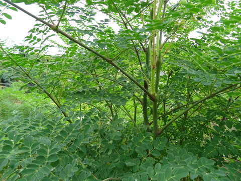 辣木葉