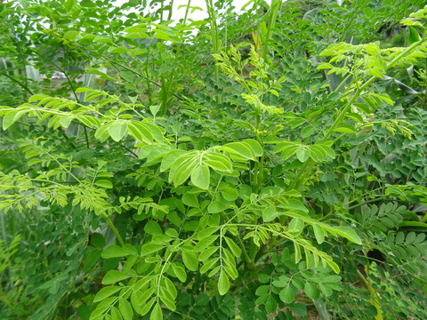 辣木葉
