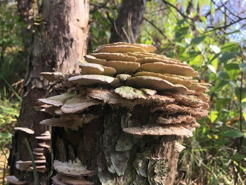 樹蘑菇