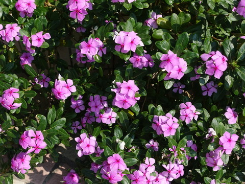 鮮花 花