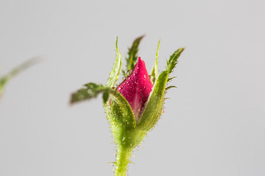 玫瑰花
