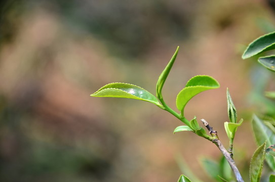 茶芽 茶葉 矮腳烏龍