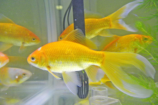 金魚素材