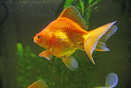 金魚素材 名貴金魚